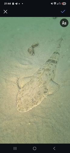 Platycephalus indicus observed 2026-07-31