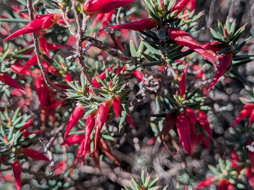 Flame Heath