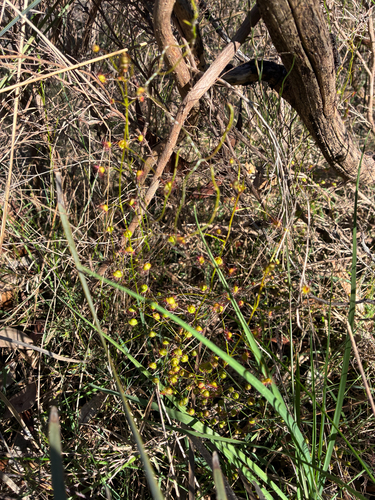 Climbing Sundew