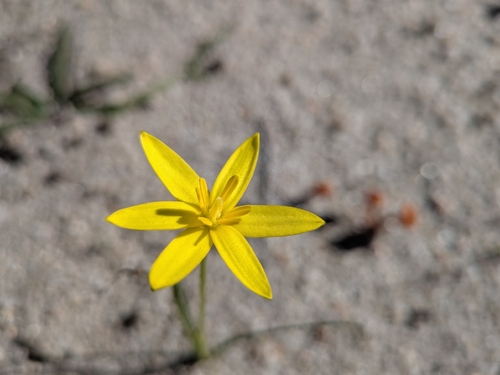 yellow star