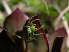 Micrommata virescens