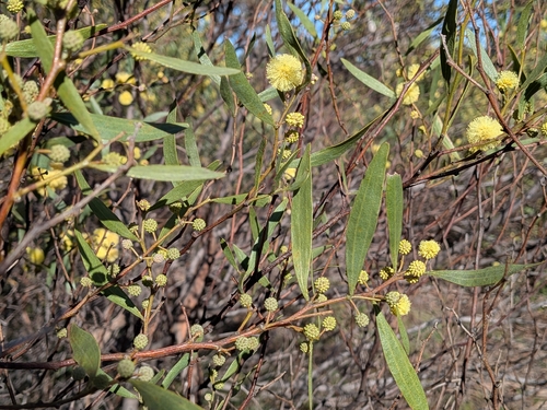 Varnish Wattle