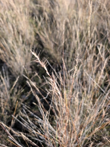 Aristida ramosa observed 2026-08-01