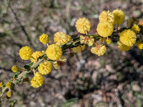 Kangaroo thorn