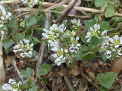 Cochlearia officinalis
