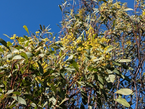 Golden Wattle