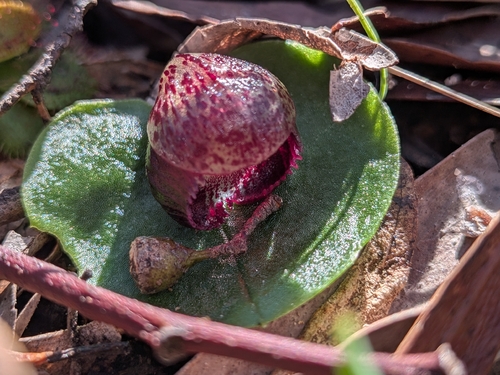 slaty helmet-orchid