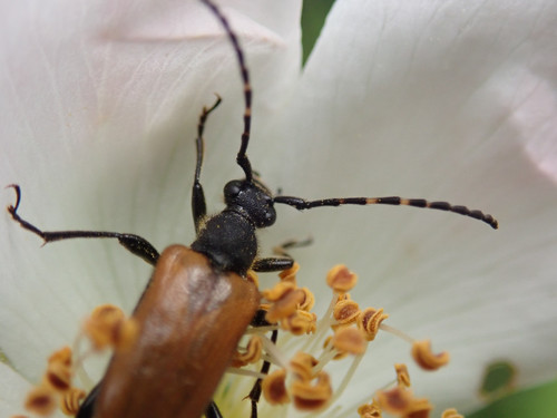 Dėmėtaūsis žieduolis nuotrauka