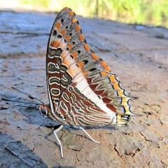 Charaxes saturnus saturnus
