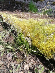 Anthoxanthum australe