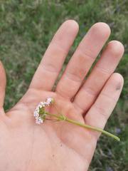 Valeriana dioica