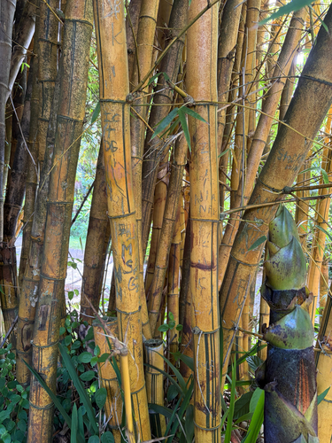 Bambusa vulgaris observed 2026-07-30