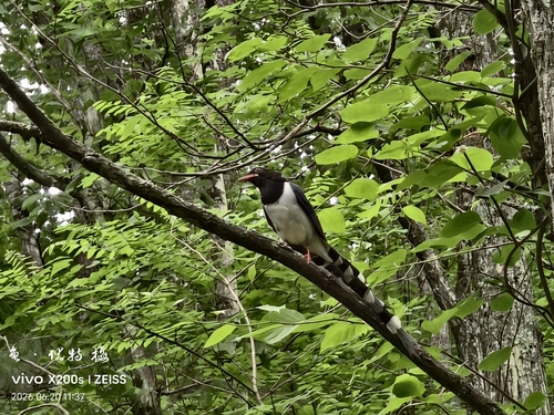 Red-billed Blue-Magpie