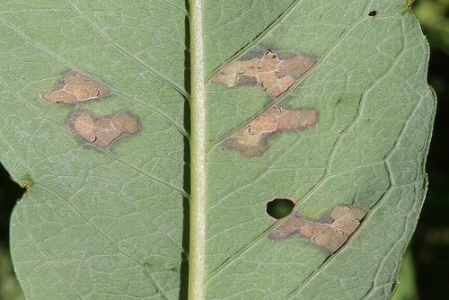 Lyonetia pulverulentella