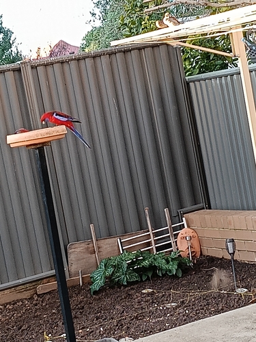 Crimson Rosella