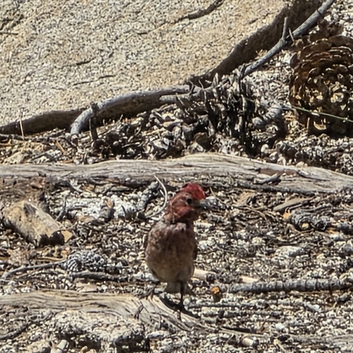 iNaturalist observation photo of Cassin's Finch