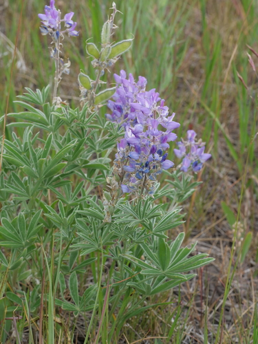 Lupinus sericeus, photograph 6