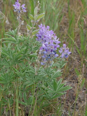 Lupinus sericeus, photograph author not stated, no rights reserved