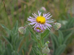 Erigeron subtrinervis, photograph author not stated, no rights reserved