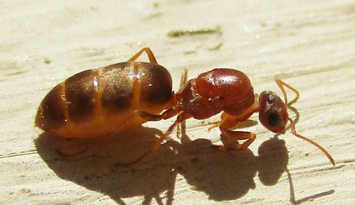 扁结蚁属Tapinolepis