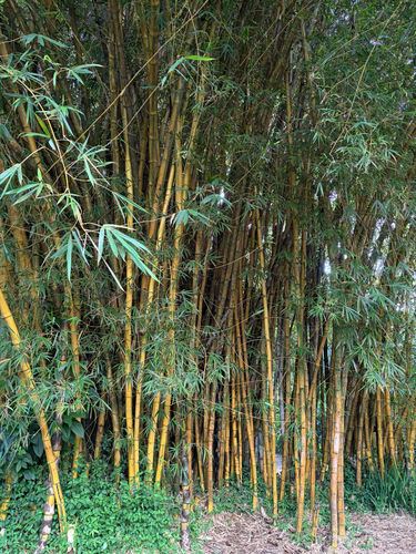 Bambusa vulgaris observed 2026-07-30
