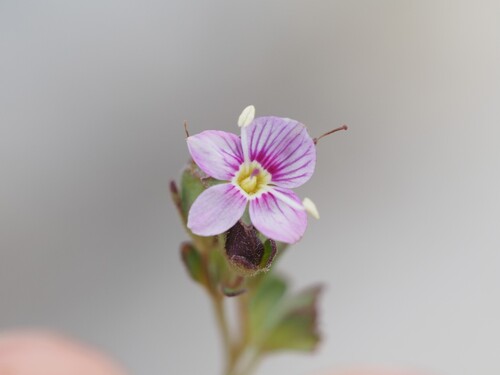 Veronica fruticulosa, photograph 1