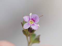 (c) Louis Aureglia, some rights reserved (CC BY) Veronica fruticulosa, photograph (c) Louis Aureglia, some rights reserved (CC BY)