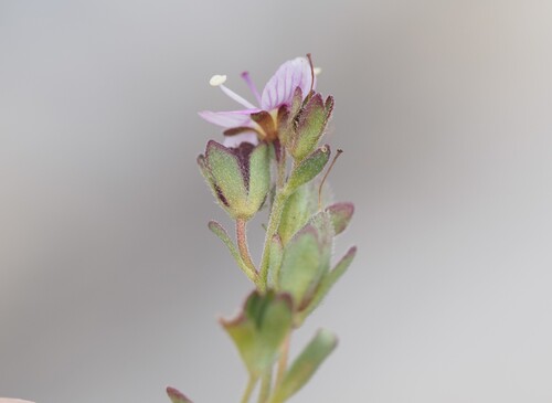 Veronica fruticulosa