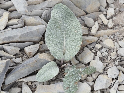 Berardia lanuginosa, photograph 4