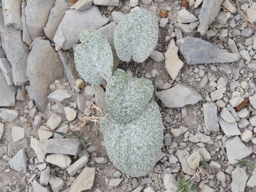 Berardia lanuginosa, photograph 3