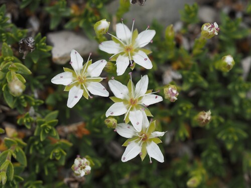Facchinia rupestris
