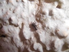 Salticus zebraneus