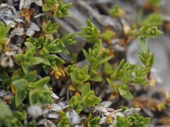 Facchinia rupestris, photograph (c) Louis Aureglia, some rights reserved (CC BY)