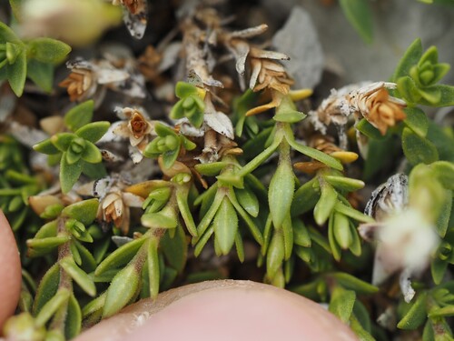Facchinia rupestris, photograph 1