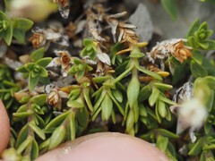 Facchinia rupestris, photograph (c) Louis Aureglia, some rights reserved (CC BY)