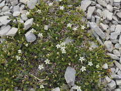 Facchinia rupestris, photograph (c) Louis Aureglia, some rights reserved (CC BY)