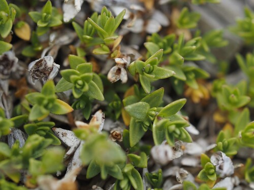 Facchinia rupestris, photograph 3