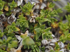 Facchinia rupestris, photograph (c) Louis Aureglia, some rights reserved (CC BY)