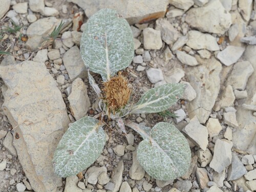 Berardia lanuginosa, photograph 2