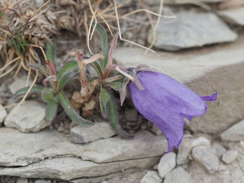Campanula alpestris, photograph 6