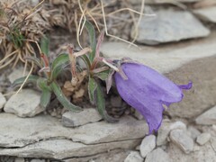 Campanula alpestris, photograph (c) Louis Aureglia, some rights reserved (CC BY)