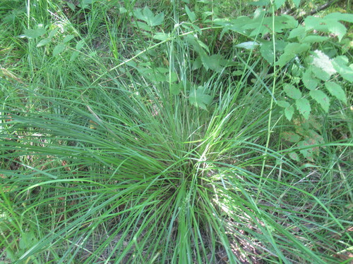 Carex elongata, photograph 1
