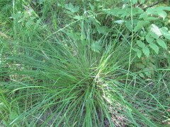 author not stated, no rights reserved Carex elongata, photograph author not stated, no rights reserved
