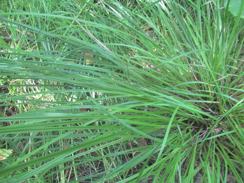 Carex elongata, photograph 2