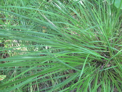 author not stated, no rights reserved Carex elongata, photograph author not stated, no rights reserved