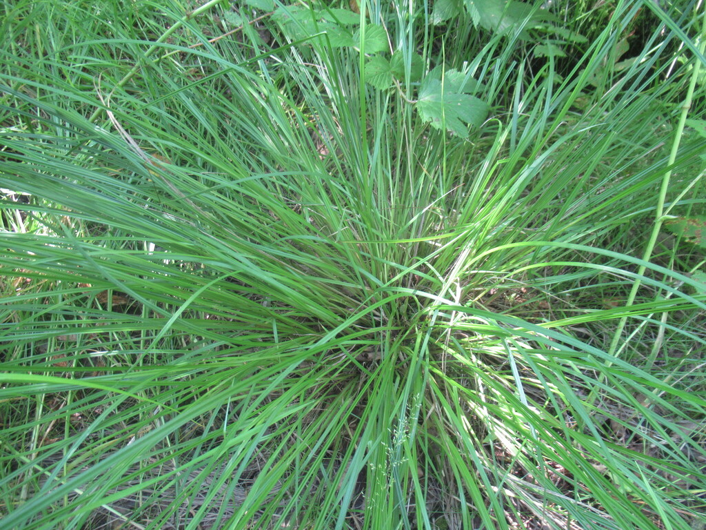 Carex elongata; photograph author not stated, no rights reserved