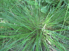 Carex elongata