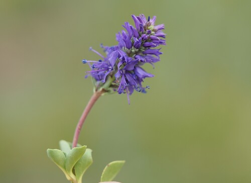 Veronica allionii, photograph 5