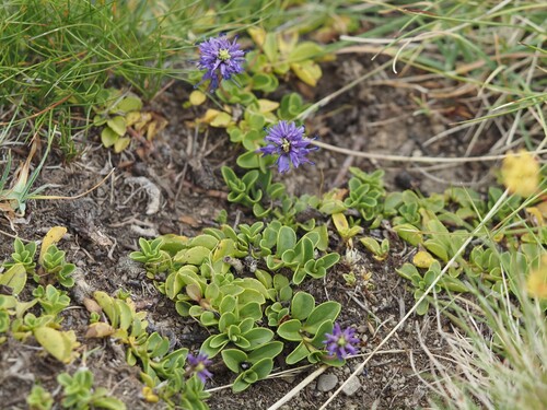 Veronica allionii, photograph 6