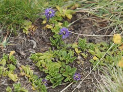 Veronica allionii, photograph (c) Louis Aureglia, some rights reserved (CC BY)